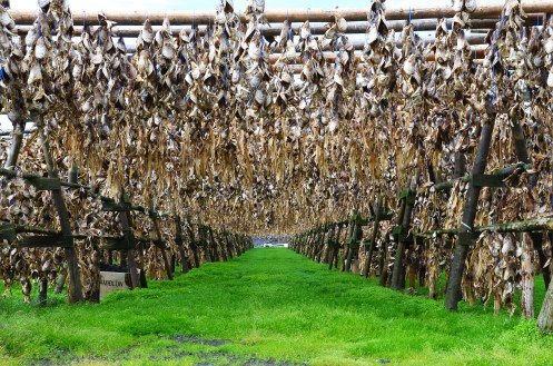 20160701_101005-DSC_0730